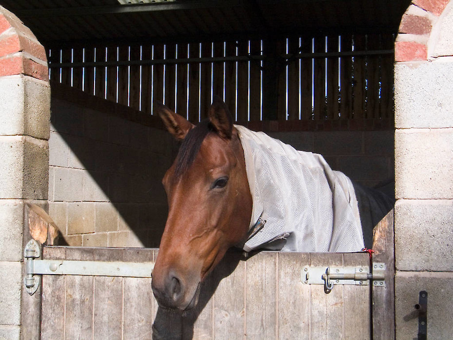 Field Farm Cross Country Livery horse in stables