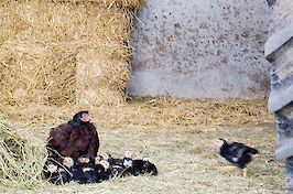 Field Farm Cross Country Course hen and newley born chics